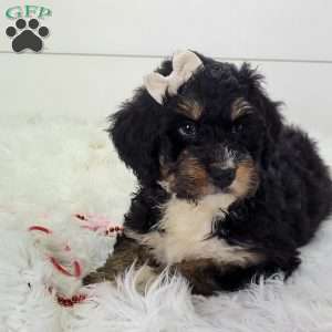 Skye, Bernedoodle Puppy