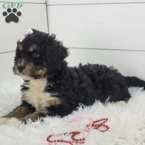 Skye, Bernedoodle Puppy