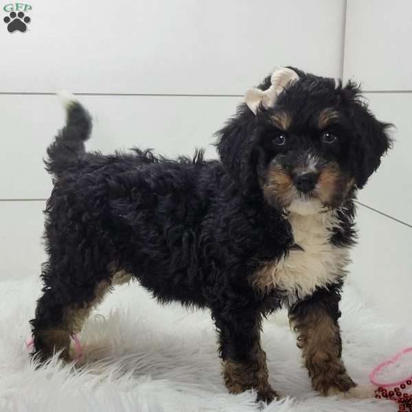 Skye, Bernedoodle Puppy