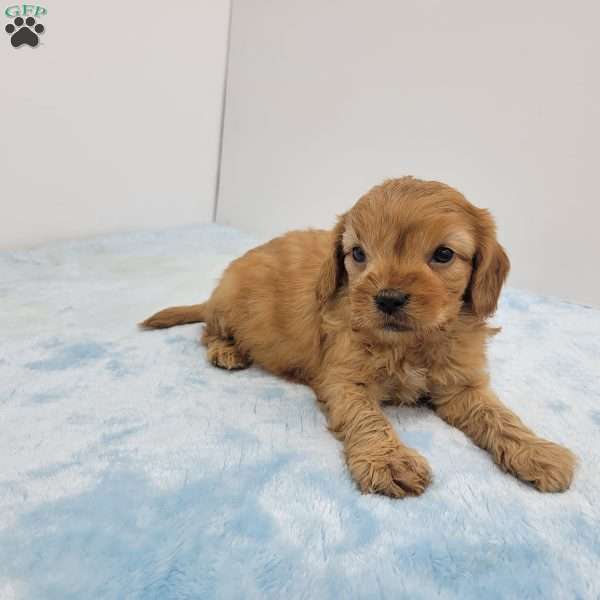Carlin, Cavapoo Puppy