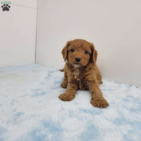 Calvin, Cavapoo Puppy