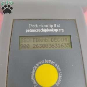 Cindy, Cavapoo Puppy