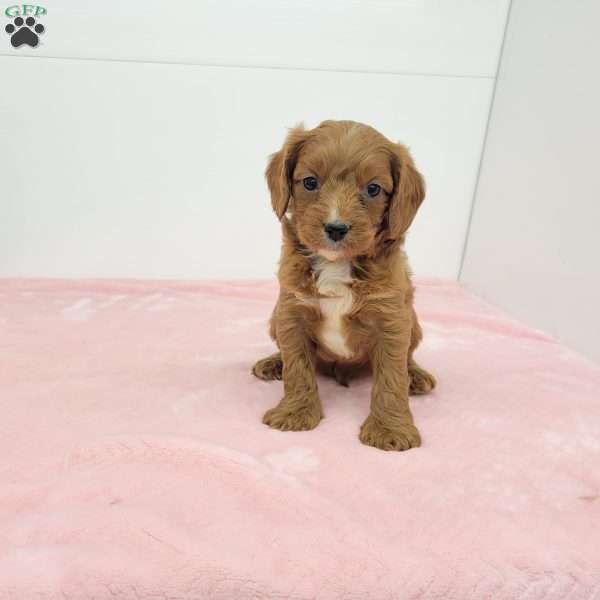 Cindy, Cavapoo Puppy