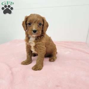 Cindy, Cavapoo Puppy