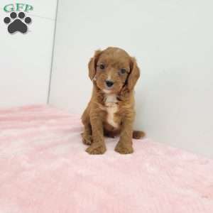 Cindy, Cavapoo Puppy