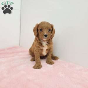 Cindy, Cavapoo Puppy