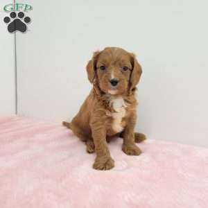Cindy, Cavapoo Puppy