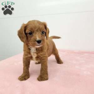 Cindy, Cavapoo Puppy