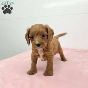 Cindy, Cavapoo Puppy