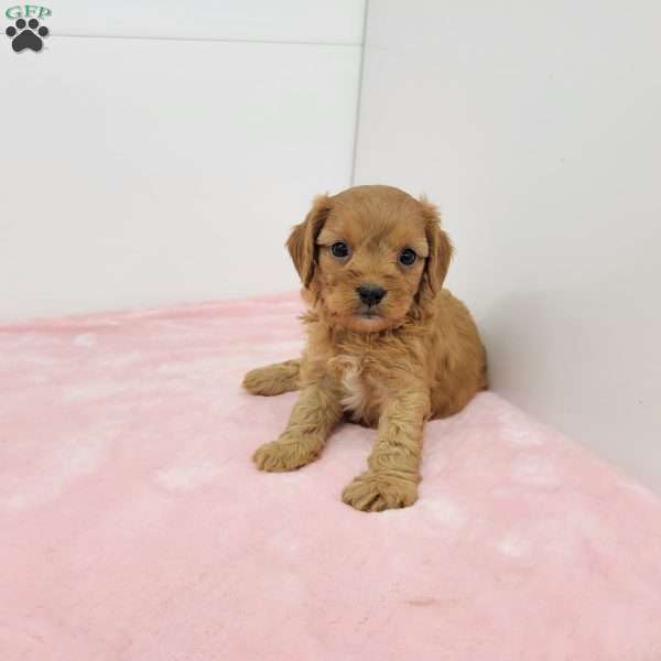 Christina, Cavapoo Puppy