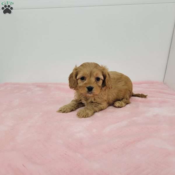 Clara, Cavapoo Puppy
