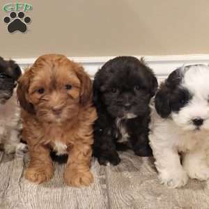 Sheila, Shih-Poo Puppy