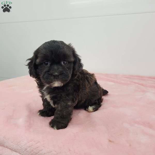 Sherlyn, Shih-Poo Puppy