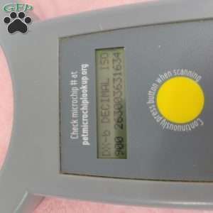 Steffany, Shih-Poo Puppy