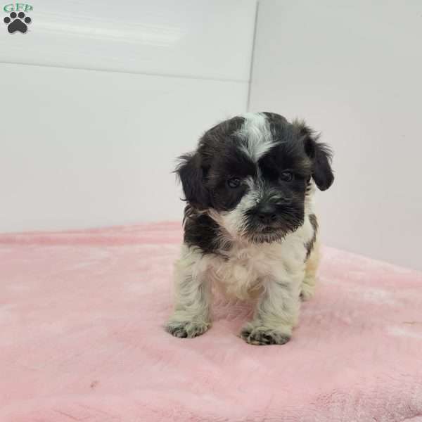 Steffany, Shih-Poo Puppy