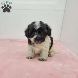 Steffany, Shih-Poo Puppy