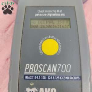 Sheila, Shih-Poo Puppy