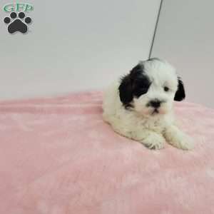Sheila, Shih-Poo Puppy
