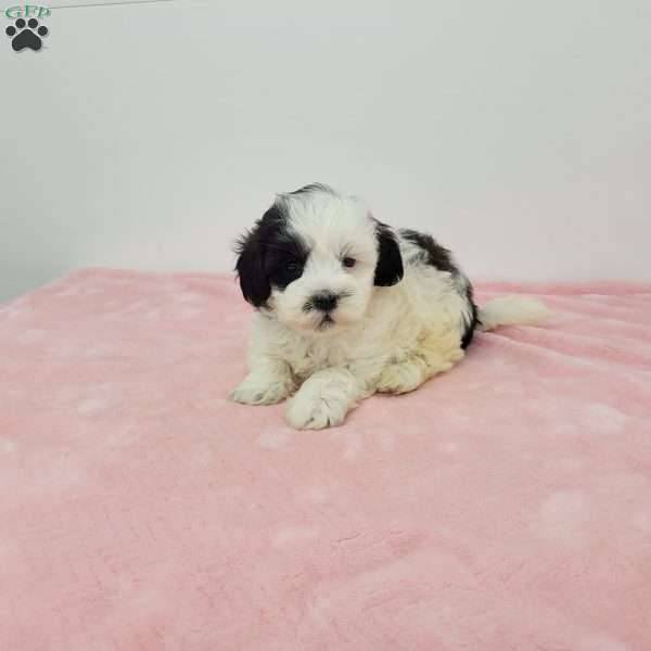 Sheila, Shih-Poo Puppy