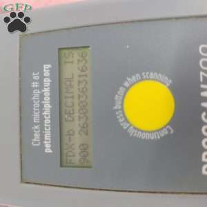 Samantha, Shih-Poo Puppy