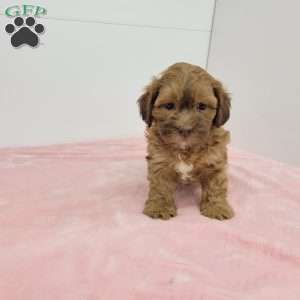 Samantha, Shih-Poo Puppy