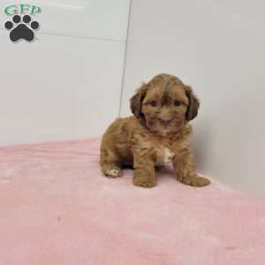 Samantha, Shih-Poo Puppy