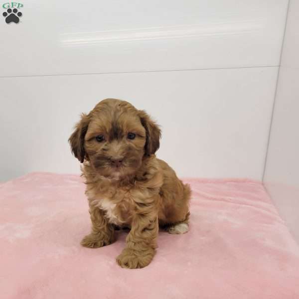 Samantha, Shih-Poo Puppy