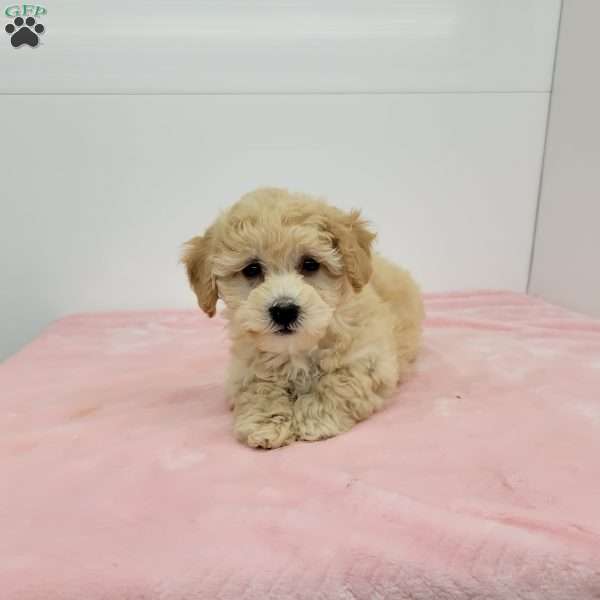 Holly, Havapoo Puppy