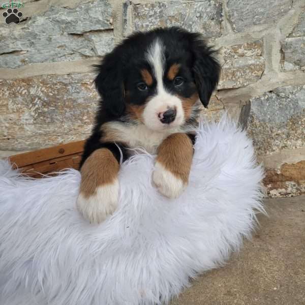 Candy Cane, Bernese Mountain Dog Puppy
