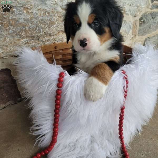Marshmellow, Bernese Mountain Dog Puppy