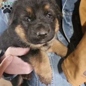 Bingo, German Shepherd Puppy
