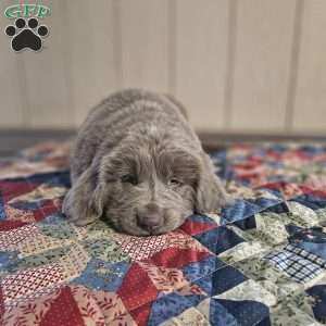 Mack, Newfoundland Puppy