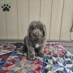 Mack, Newfoundland Puppy