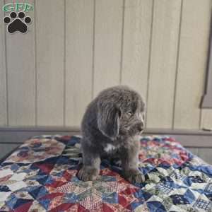 Mack, Newfoundland Puppy