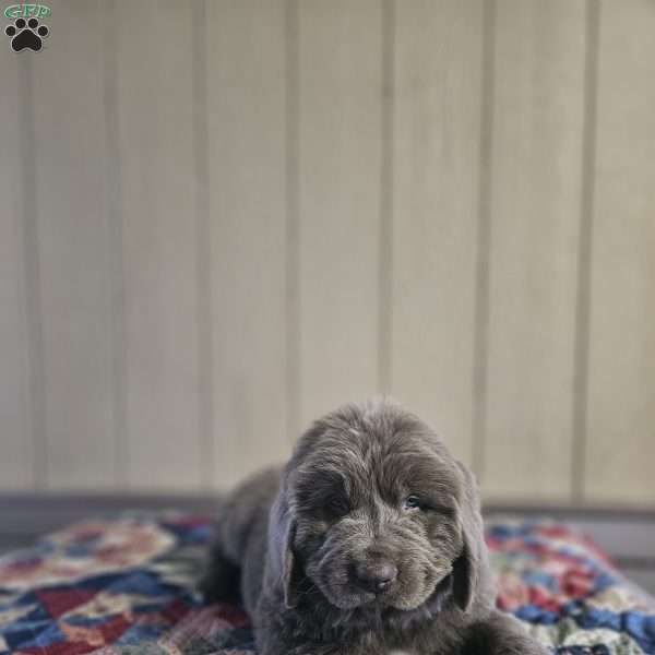 Mack, Newfoundland Puppy