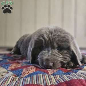 Mack, Newfoundland Puppy