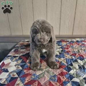 Mack, Newfoundland Puppy