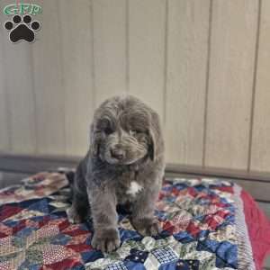 Mack, Newfoundland Puppy