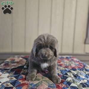 Zach, Newfoundland Puppy