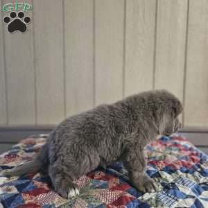 Zach, Newfoundland Puppy