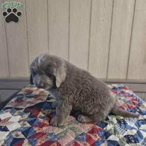 Zach, Newfoundland Puppy