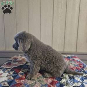 Zach, Newfoundland Puppy