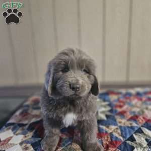 Zach, Newfoundland Puppy