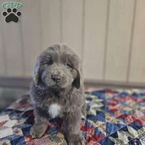 Zach, Newfoundland Puppy