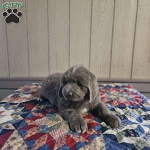 Zach, Newfoundland Puppy