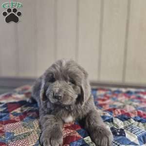 Zach, Newfoundland Puppy