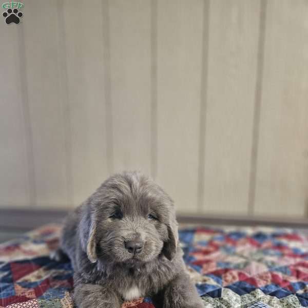 Zach, Newfoundland Puppy