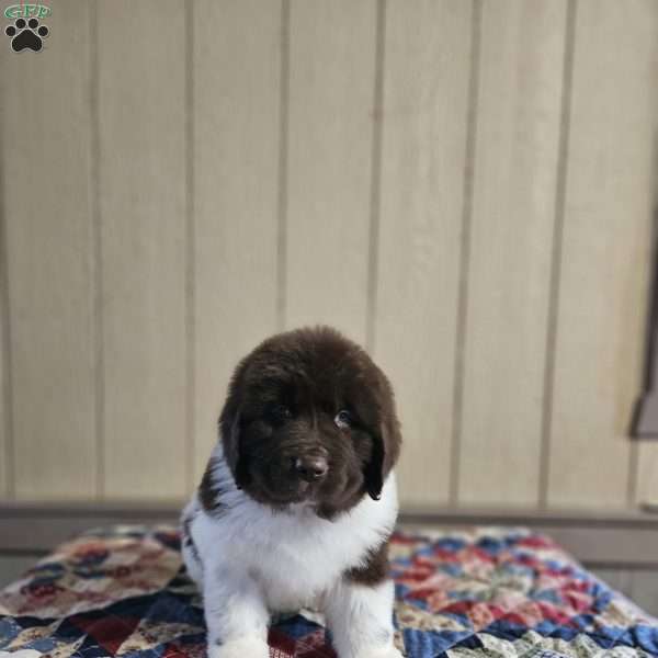 Lenny, Newfoundland Puppy