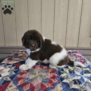 Lenny, Newfoundland Puppy