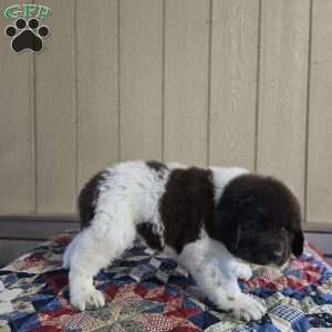 Lenny, Newfoundland Puppy